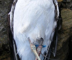 Kelpmeeu van gewisse dood gered